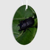 Dorcus parallelipedus, de kleine kever ornament (voorkant)