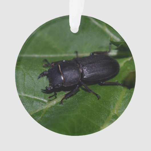 Dorcus parallelipedus, de kleine kever ornament (voorkant)