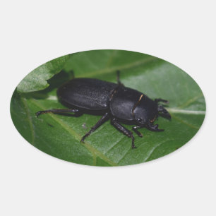 Dorcus parallelipedus, de kleine kever ovale sticker