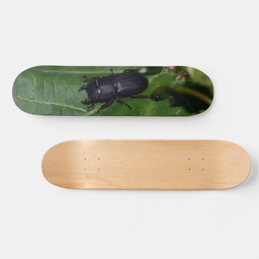 Dorcus parallelipedus, de kleine kever persoonlijk skateboard (Horizontaal)