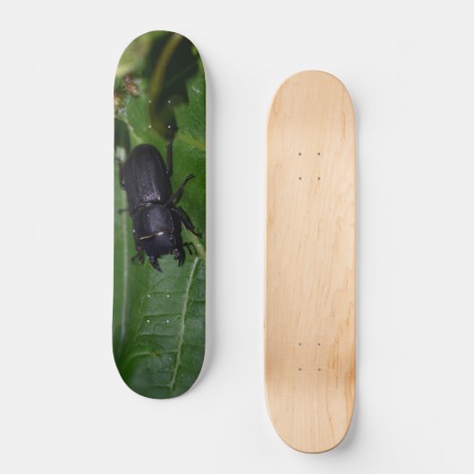 Dorcus parallelipedus, de kleine kever persoonlijk skateboard (Voorkant)