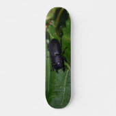 Dorcus parallelipedus, de kleine kever persoonlijk skateboard (Voorkant)