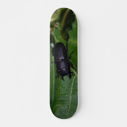 Dorcus parallelipedus, de kleine kever persoonlijk skateboard (Voorkant)