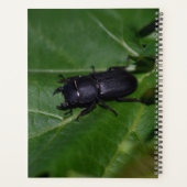 Dorcus parallelipedus, de kleine kever planner (Achterkant)