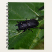 Dorcus parallelipedus, de kleine kever planner (Voorkant)