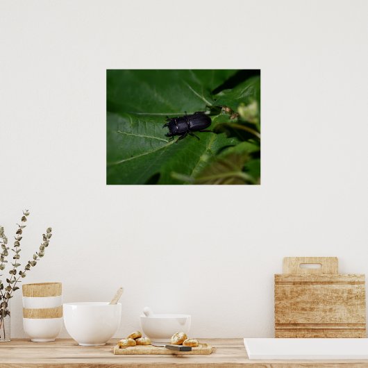 Dorcus parallelipedus, de kleine kever poster (Keuken)