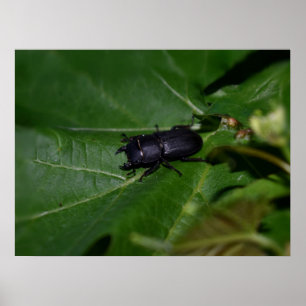 Dorcus parallelipedus, de kleine kever poster