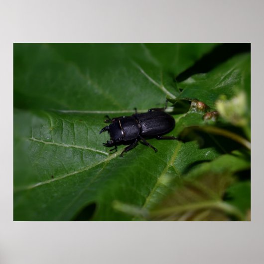 Dorcus parallelipedus, de kleine kever poster (Voorkant)