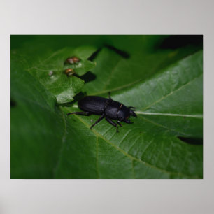 Dorcus parallelipedus, de kleine kever poster