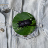 Dorcus parallelipedus, de kleine kever ronde button 4,0 cm (In situ)