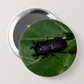Dorcus parallelipedus, de kleine kever ronde button 4,0 cm (Voorkant /achterkant)