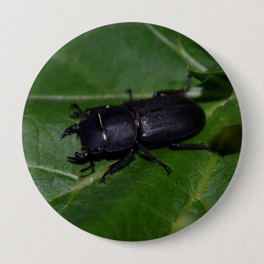 Dorcus parallelipedus, de kleine kever ronde button 4,0 cm (Voorkant)