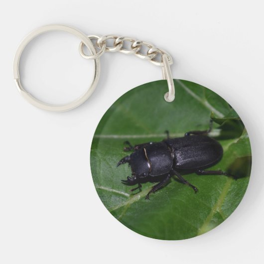 Dorcus parallelipedus, de kleine kever sleutelhanger (Voorkant)