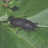 Dorcus parallelipedus, de kleine kever sticker (Voorkant)