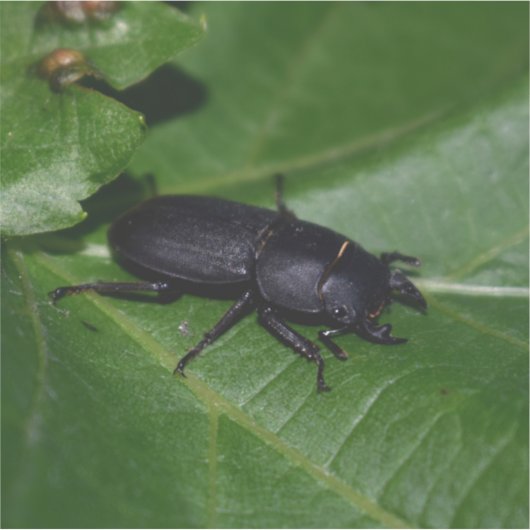 Dorcus parallelipedus, de kleine kever sticker (Voorkant)
