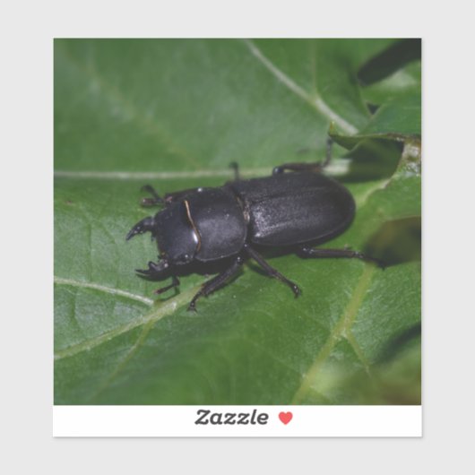 Dorcus parallelipedus, de kleine kever sticker (Vel)