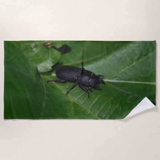 Dorcus parallelipedus, de kleine kever strandlaken (Voorkant)