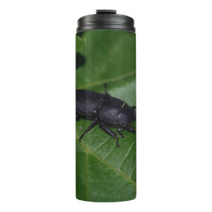 Dorcus parallelipedus, de kleine kever thermosbeker
