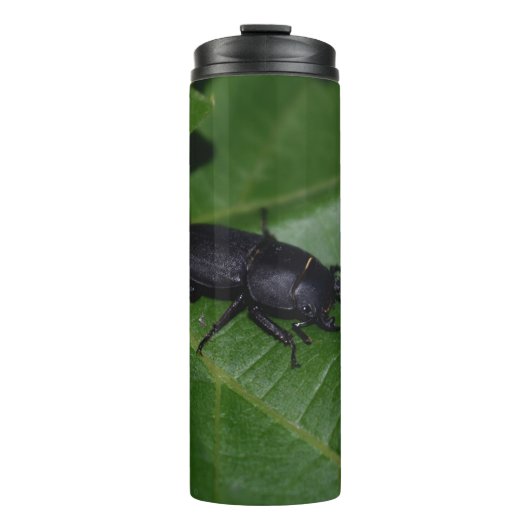 Dorcus parallelipedus, de kleine kever thermosbeker (Voorkant)