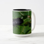 Dorcus parallelipedus, de kleine kever tweekleurige koffiemok (Voorkant rechts)