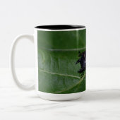 Dorcus parallelipedus, de kleine kever tweekleurige koffiemok (Links)