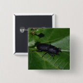 Dorcus parallelipedus, de kleine kever vierkante button 5,1 cm (Voorkant /achterkant)