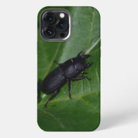 Dorcus parallelipipedus, het kleine vliegend hert