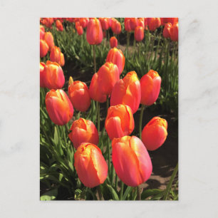 Dordogne Tulips, Oregon Briefkaart