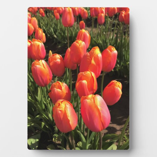 Dordogne Tulips, Oregon Fotoplaat (voorkant)