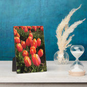 Dordogne Tulips, Oregon Fotoplaat (Zijkant)