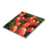 Dordogne Tulips, Oregon Tegeltje (Zijkant)