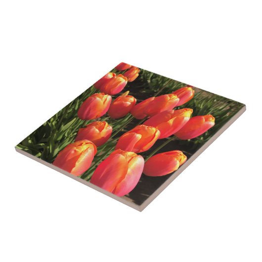 Dordogne Tulips, Oregon Tegeltje (Zijkant)