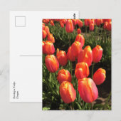 Dordogne Tulpen, Oregon Briefkaart (Voorkant / Achterkant)