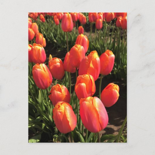 Dordogne Tulpen, Oregon Briefkaart (Voorkant)