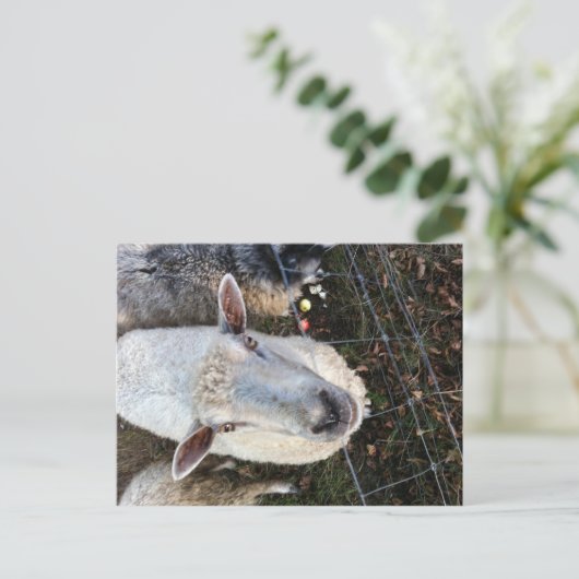 Doris de schapen briefkaart (Staand voorkant)