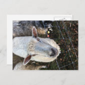 Doris de schapen briefkaart (Voorkant / Achterkant)