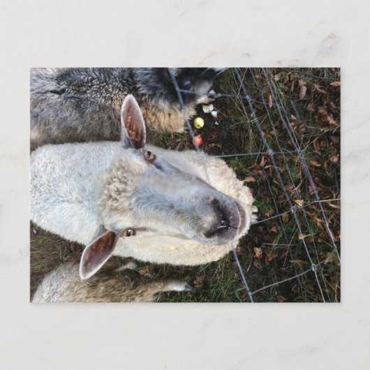 Doris de schapen briefkaart (Voorkant)