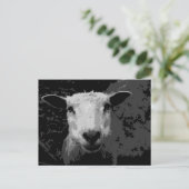 Doris de schapen briefkaart (Staand voorkant)