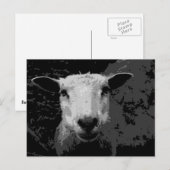Doris de schapen briefkaart (Voorkant / Achterkant)
