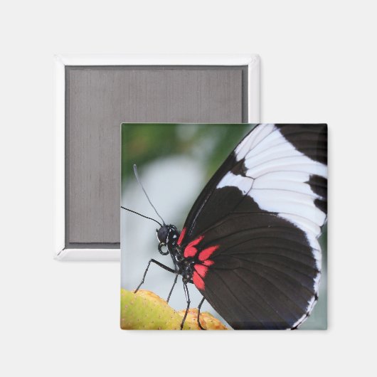 Doris Longwing Butterfly Magneet (Voorkant / Achterkant)