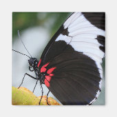 Doris Longwing Butterfly Magneet (Voorkant)