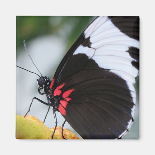 Doris Longwing Butterfly Magneet (Voorkant)