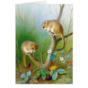  Dormice