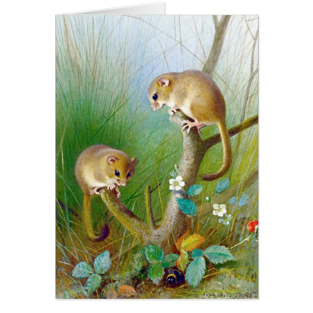  Dormice (Voorkant)