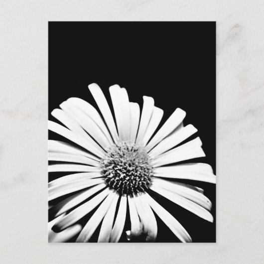 Doronicum flower art briefkaart (zwart-wit) (Voorkant)