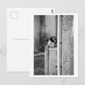 Dorp Kat Briefkaart (Voorkant / Achterkant)