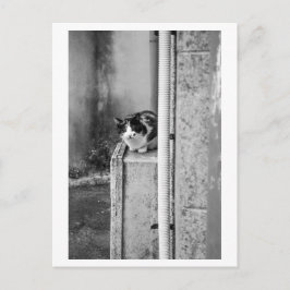Dorp Kat Briefkaart
