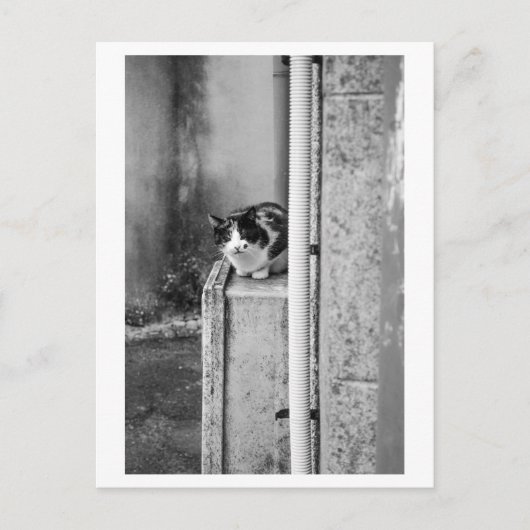 Dorp Kat Briefkaart (Voorkant)