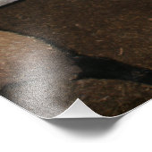 Dorper Sheep Permanent met oorlogen terug Foto Afdruk (Hoek)