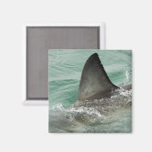 Dorsal aileron van een Witte haai Magneet (Voorkant / Achterkant)